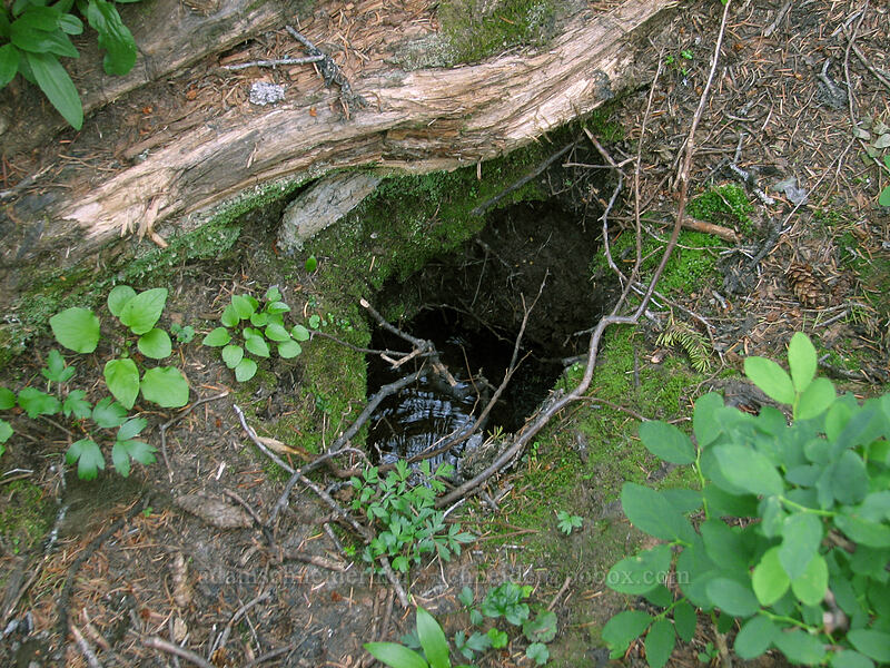 water flowing underground [Elk Meadows, Mt. Hood Wilderness, Hood River County, Oregon]