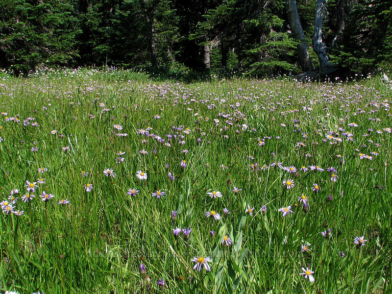 tundra asters (Oreostemma alpigenum var. alpigenum (Aster alpigenus)) [Elk Meadows, Mt. Hood Wilderness, Hood River County, Oregon]