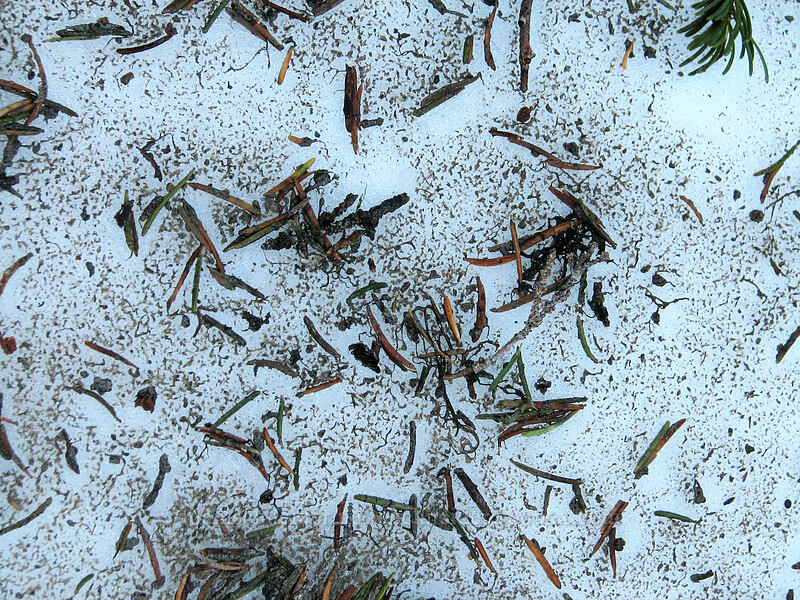 hemlock needles on snow [Timberline Trail, Mt. Hood Wilderness, Hood River County, Oregon]