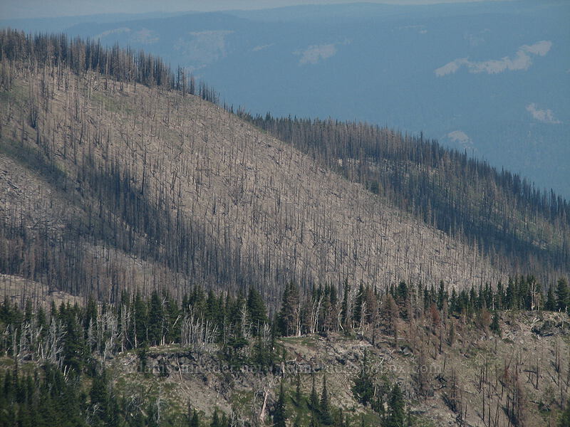 area burned by 2008 Gnarl Ridge fire [Lamberson Butte, Mt. Hood Wilderness, Hood River County, Oregon]