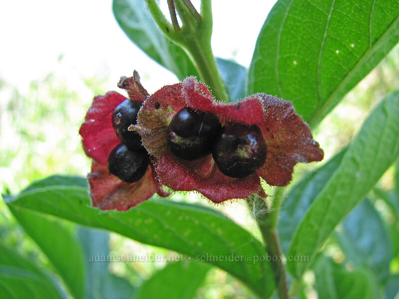 black twinberry (Lonicera involucrata) [Timberline Trail, Mt. Hood Wilderness, Hood River County, Oregon]