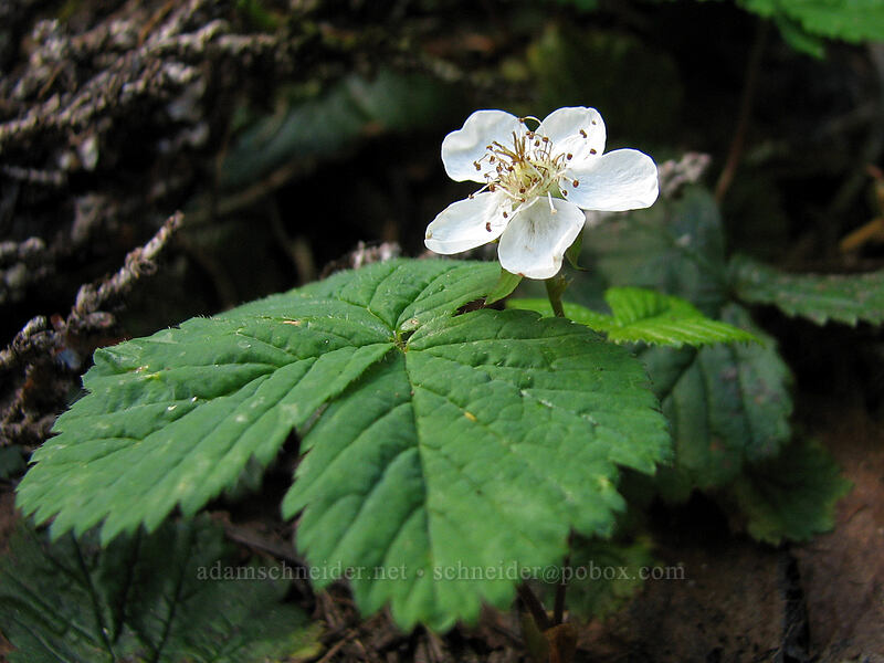dwarf bramble (Rubus lasiococcus) [Pacific Crest Trail, Mt. Jefferson Wilderness, Marion County, Oregon]