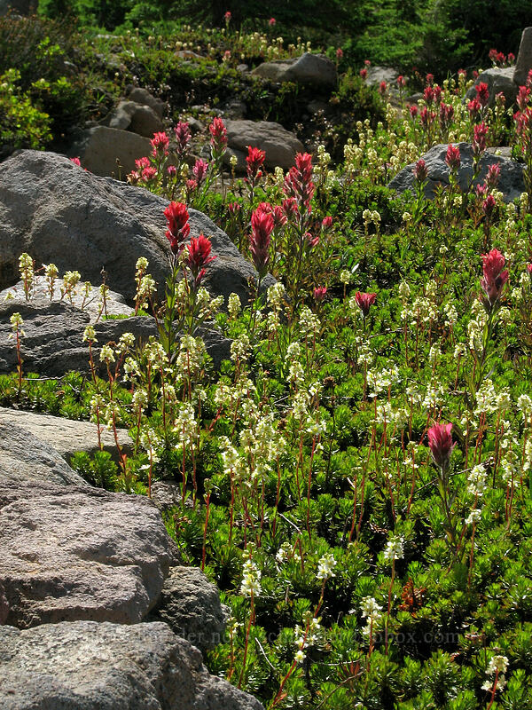 paintbrush & partridgefoot (Castilleja parviflora var. oreopola, Luetkea pectinata) [Pacific Crest Trail, Mt. Jefferson Wilderness, Marion County, Oregon]