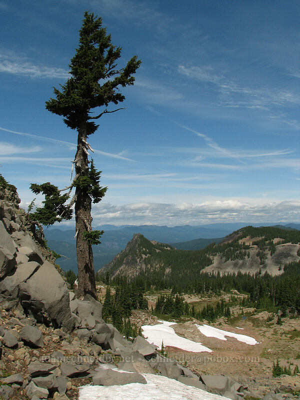 weathered hemlock (Tsuga mertensiana) [Pacific Crest Trail, Mt. Jefferson Wilderness, Marion County, Oregon]