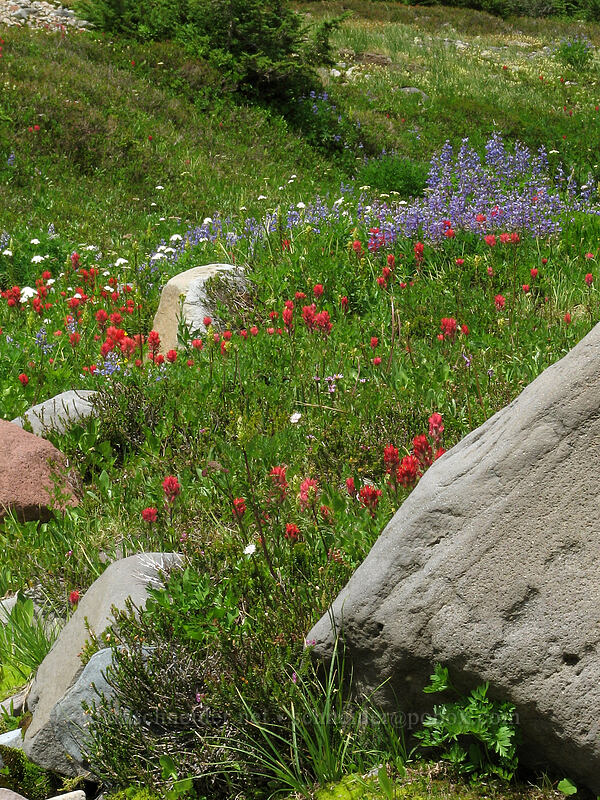 wildflowers (Lupinus latifolius, Castilleja parviflora var. oreopola, Valeriana sitchensis) [Pacific Crest Trail, Mt. Jefferson Wilderness, Marion County, Oregon]