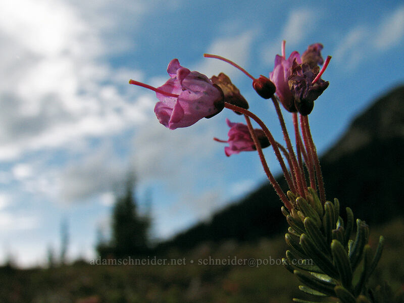 pink mountain heather (Phyllodoce empetriformis) [PCT, Jefferson Park, Mt. Jefferson Wilderness, Marion County, Oregon]