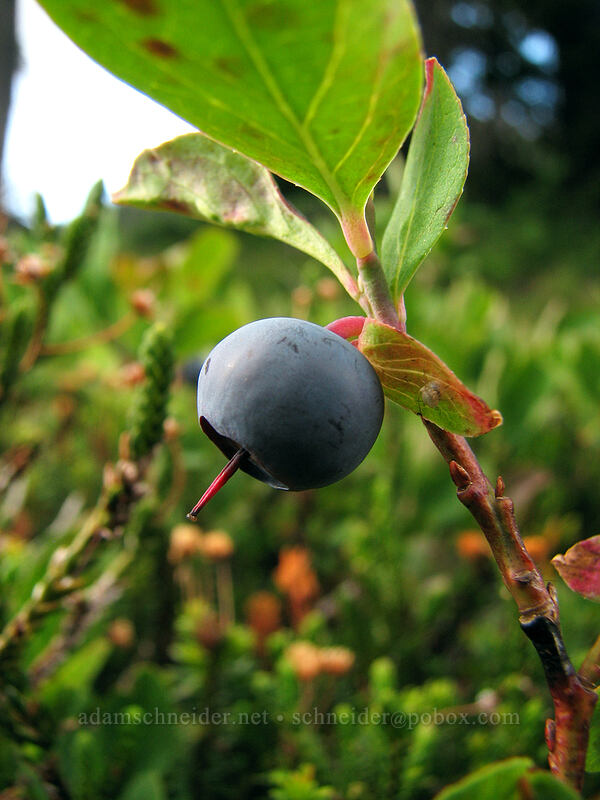 huckleberry (Vaccinium sp.) [PCT, Jefferson Park, Mt. Jefferson Wilderness, Marion County, Oregon]