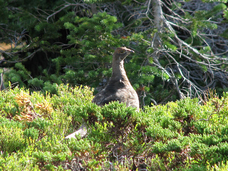 sooty grouse (Dendragapus fuliginosus) [Park Ridge, Mt. Jefferson Wilderness, Marion County, Oregon]
