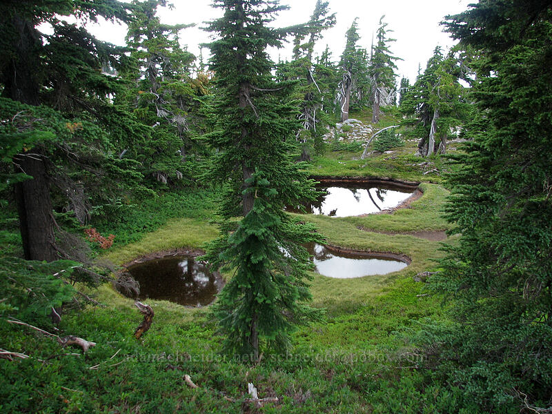 seasonal ponds [Pacific Crest Trail, Mt. Jefferson Wilderness, Marion County, Oregon]