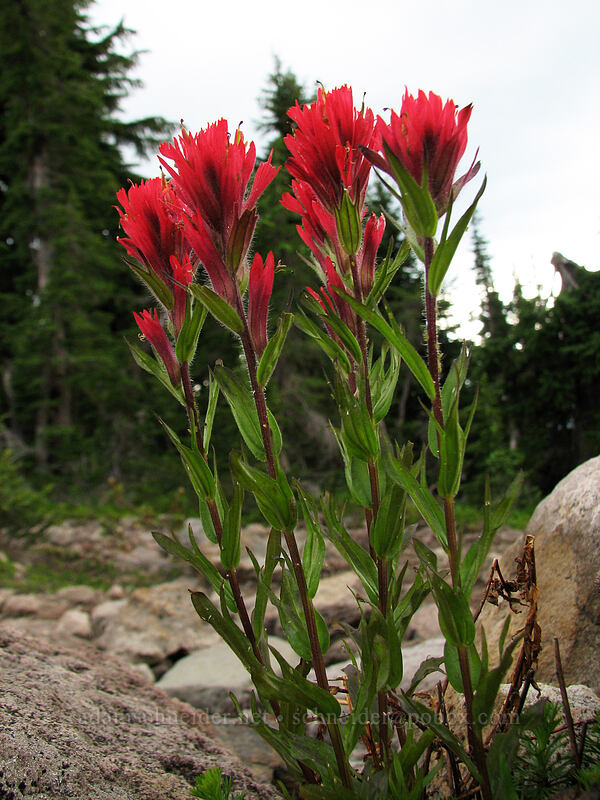 magenta paintbrush (Castilleja parviflora var. oreopola) [Pacific Crest Trail, Mt. Jefferson Wilderness, Marion County, Oregon]