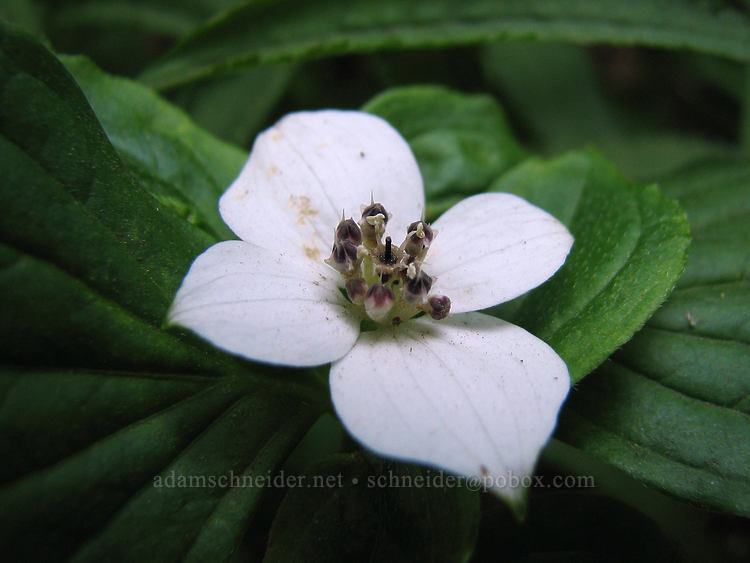 bunchberry flower (Cornus unalaschkensis (Cornus canadensis)) [Top Spur Trail, Mt. Hood Wilderness, Hood River County, Oregon]