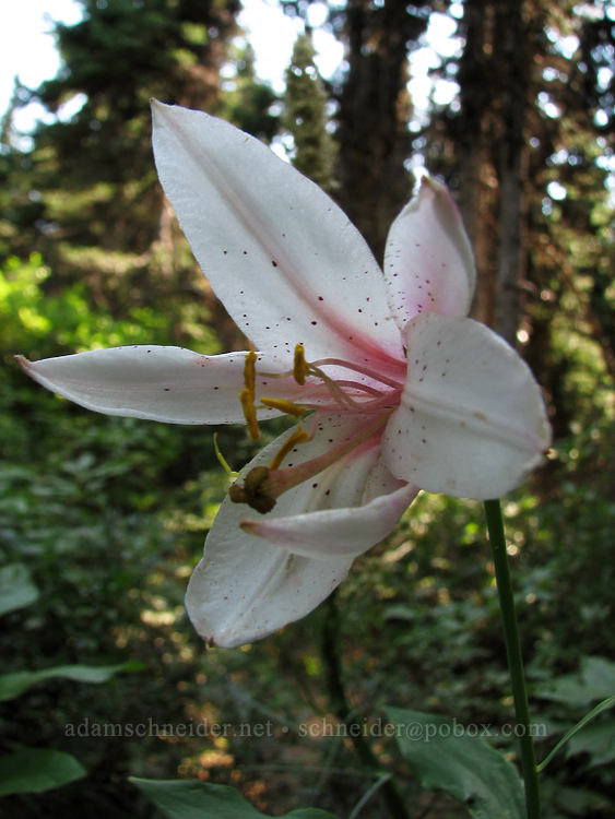 Washington lily (Lilium washingtonianum) [Bald Mountain Ridge, Mt. Hood Wilderness, Hood River County, Oregon]