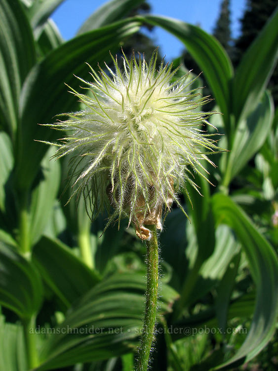 western pasqueflower seedhead (Anemone occidentalis) [Bald Mountain Ridge, Mt. Hood Wilderness, Hood River County, Oregon]