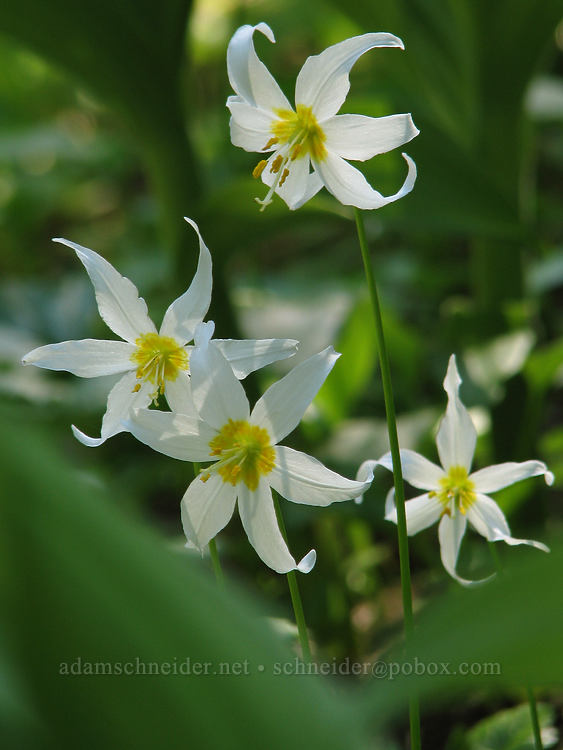 avalanche lilies (Erythronium montanum) [Bald Mountain Ridge, Mt. Hood Wilderness, Hood River County, Oregon]