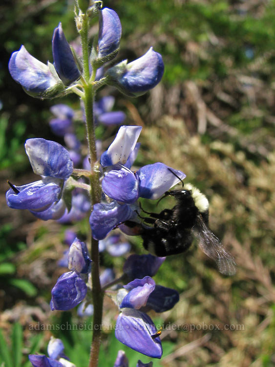 bumblebee on lupine (Lupinus latifolius) [Timberline Trail, Mt. Hood Wilderness, Hood River County, Oregon]