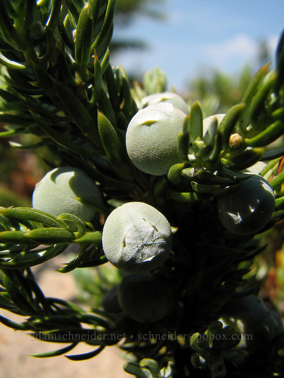dwarf juniper berries (Juniperus communis) [McNeil Point Trail, Mt. Hood Wilderness, Hood River County, Oregon]
