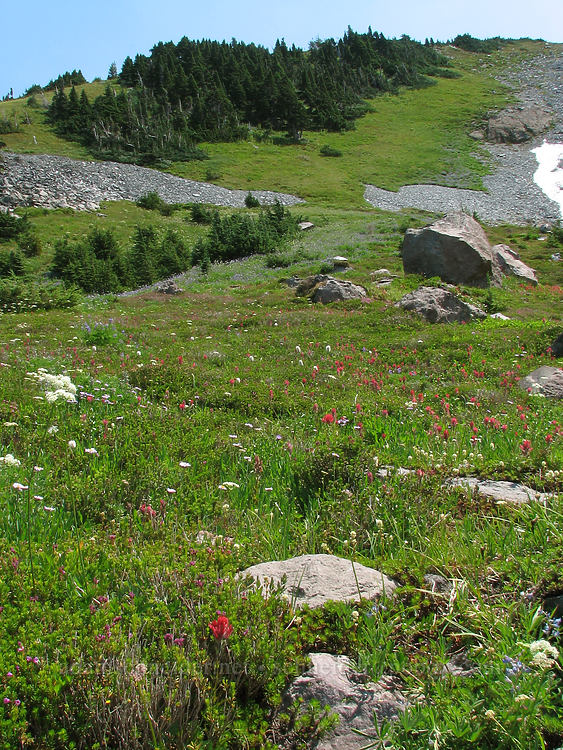 rocks & wildflowers [McNeil Point Trail, Mt. Hood Wilderness, Hood River County, Oregon]