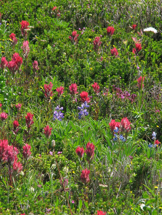 wildflowers [McNeil Point Trail, Mt. Hood Wilderness, Hood River County, Oregon]