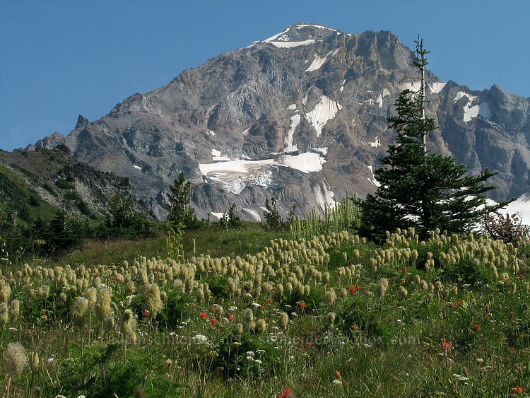 Mount Hood & western pasqueflower (Anemone occidentalis) [McNeil Point, Mt. Hood Wilderness, Clackamas County, Oregon]