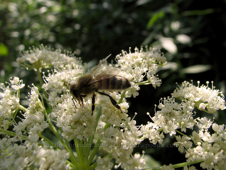 honeybee (Apis mellifera) [Bald Mountain, Mt. Hood Wilderness, Clackamas County, Oregon]