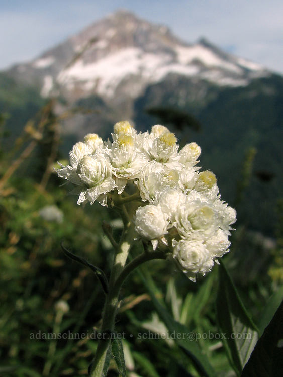 pearly everlasting & Mount Hood (Anaphalis margaritacea) [Bald Mountain, Mt. Hood Wilderness, Clackamas County, Oregon]