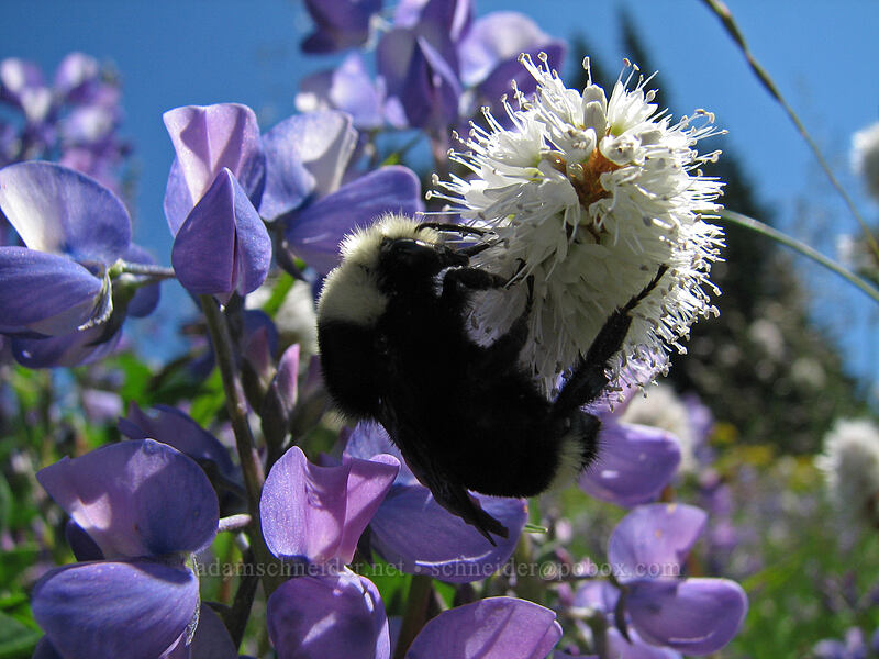 bumblebee on western bistort (Bombus sp., Bistorta bistortoides (Polygonum bistortoides)) [Paradise Park, Mt. Hood Wilderness, Clackamas County, Oregon]