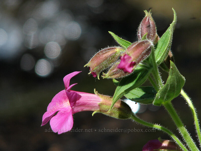 Lewis' monkeyflower (Erythranthe lewisii (Mimulus lewisii)) [Paradise Park, Mt. Hood Wilderness, Clackamas County, Oregon]