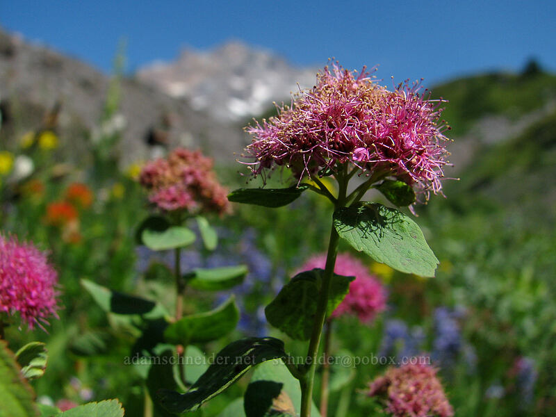subalpine spirea (Spiraea densiflora (Spiraea splendens)) [Paradise Park, Mt. Hood Wilderness, Clackamas County, Oregon]