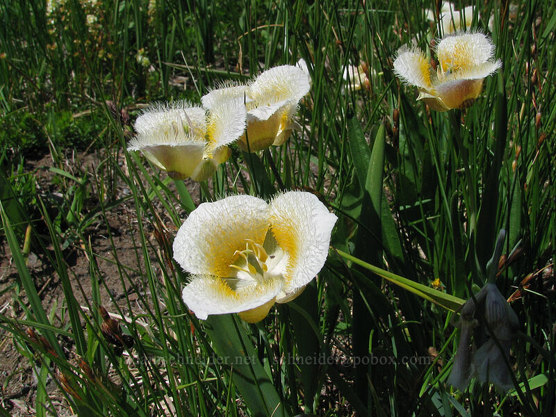 Cascade mariposa lily (cat's ear lily) (Calochortus subalpinus) [Paradise Park, Mt. Hood Wilderness, Clackamas County, Oregon]