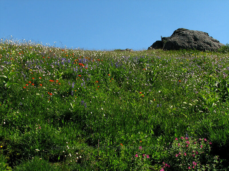 wildflowers [Paradise Park, Mt. Hood Wilderness, Clackamas County, Oregon]