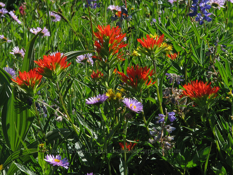 wildflowers (Castilleja suksdorfii, Erigeron glacialis var. glacialis, Senecio triangularis) [Paradise Park, Mt. Hood Wilderness, Clackamas County, Oregon]