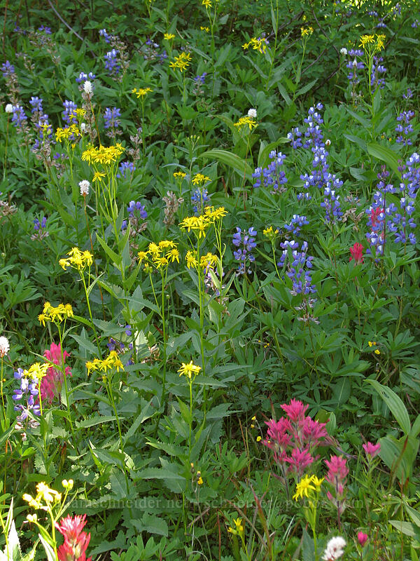 wildflowers (Senecio triangularis, Lupinus latifolius, Castilleja parviflora var. oreopola) [Pacific Crest Trail, Mt. Hood Wilderness, Clackamas County, Oregon]