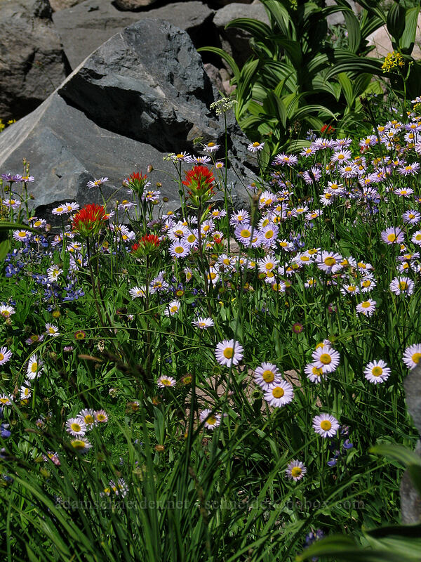wildflowers (Erigeron glacialis var. glacialis, Castilleja suksdorfii, Lupinus latifolius) [Pacific Crest Trail, Mt. Hood Wilderness, Clackamas County, Oregon]