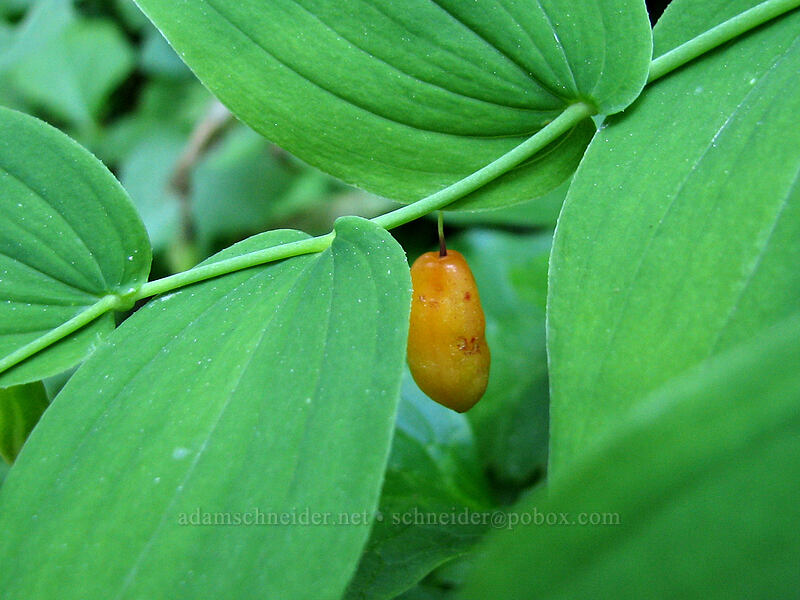 twisted-stalk fruit (Streptopus amplexifolius) [Pacific Crest Trail, Mt. Hood Wilderness, Clackamas County, Oregon]