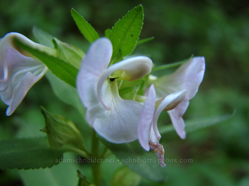 sickle-top lousewort (Pedicularis racemosa) [Pacific Crest Trail, Mt. Hood Wilderness, Clackamas County, Oregon]