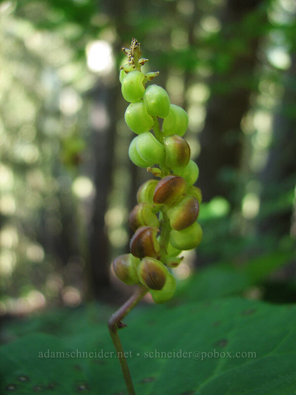 vanilla-leaf seeds (Achlys triphylla) [Pacific Crest Trail, Mt. Hood Wilderness, Clackamas County, Oregon]