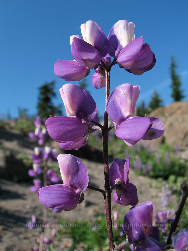 lupines (Lupinus latifolius) [Pacific Crest Trail, Mt. Hood Wilderness, Clackamas County, Oregon]