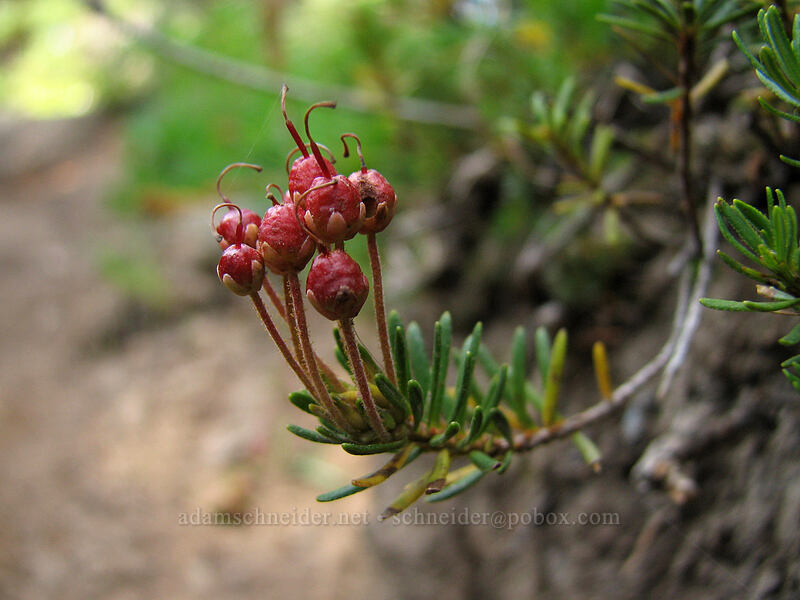 pink mountain heather seeds (Phyllodoce empetriformis) [Killen Creek Trail, Mt. Adams Wilderness, Skamania County, Washington]