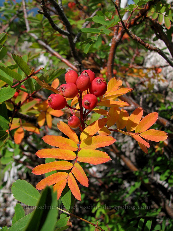Sitka mountain ash berries (Sorbus sitchensis) [High Camp Trail, Mt. Adams Wilderness, Yakima County, Washington]