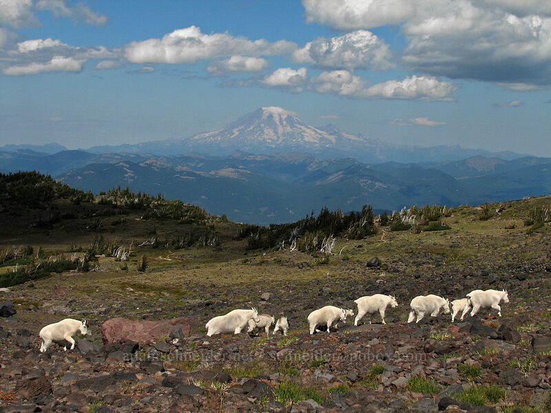 mountain goats & Mount Rainier (Oreamnos americanus) [Adams Glacier Meadows, Mt. Adams Wilderness, Yakima County, Washington]
