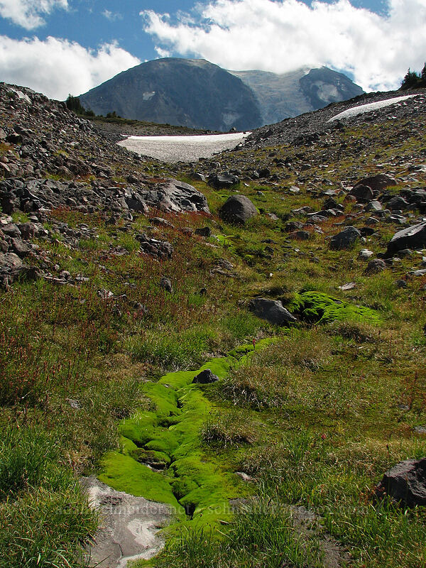 dried-up mossy stream [west of High Camp, Mt. Adams Wilderness, Skamania County, Washington]