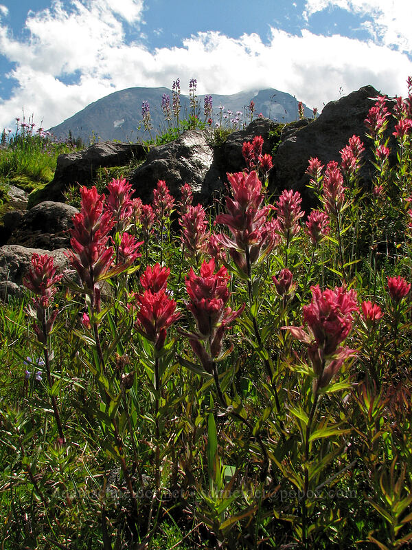 magenta paintbrush (Castilleja parviflora var. oreopola) [west of High Camp, Mt. Adams Wilderness, Skamania County, Washington]