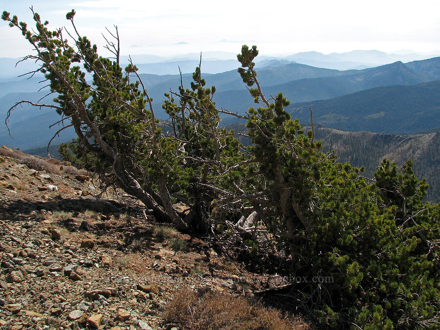 white-bark pine (Pinus albicaulis) [Mt. Eddy Trail, Shasta-Trinity National Forest, Siskiyou County, California]
