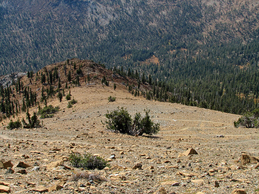 the trail down [Mt. Eddy Trail, Shasta-Trinity National Forest, Siskiyou County, California]