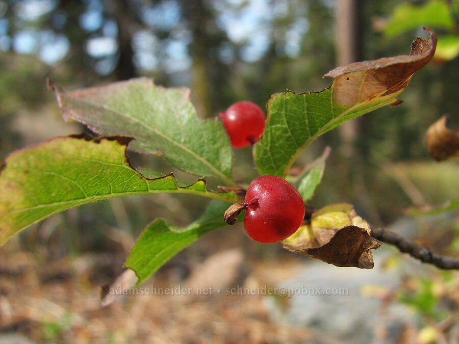 double honeysuckle berry (Lonicera conjugialis) [Sisson-Callahan Trail, Shasta-Trinity National Forest, Trinity County, California]