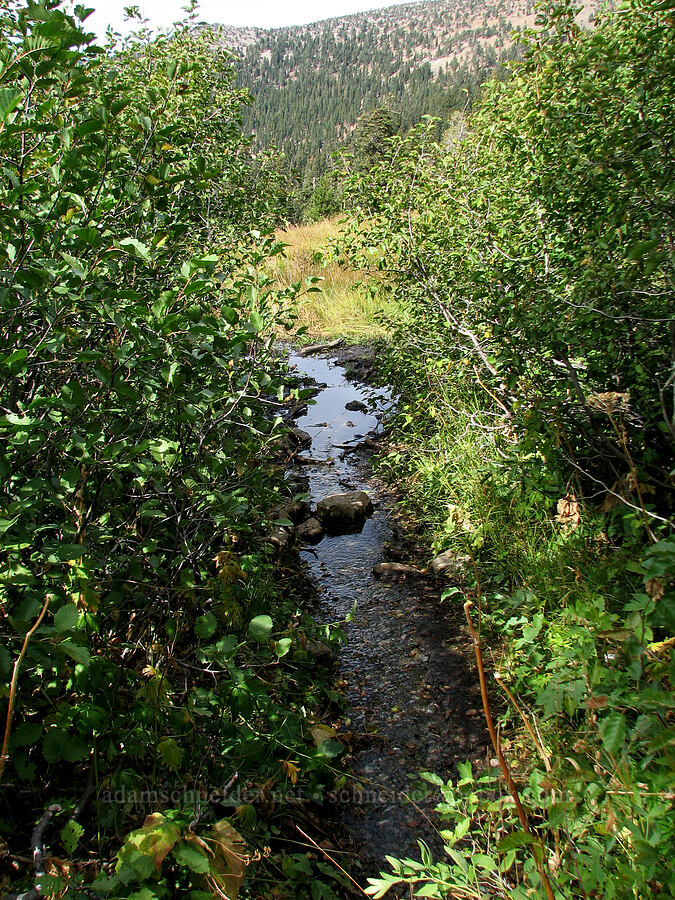 stream through a meadow [Deadfall Meadows, Shasta-Trinity National Forest, Trinity County, California]