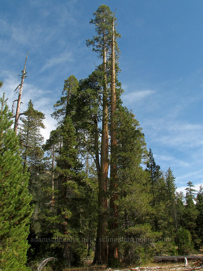 incense cedar tree (Calocedrus decurrens) [Deadfall Meadows, Shasta-Trinity National Forest, Trinity County, California]