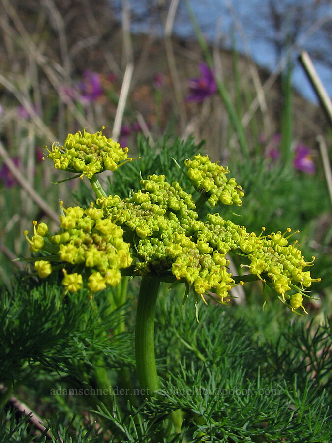 Klickitat desert parsley (Lomatium klickitatense (Lomatium grayi)) [Old Highway 8, Gifford Pinchot National Forest, Klickitat County, Washington]