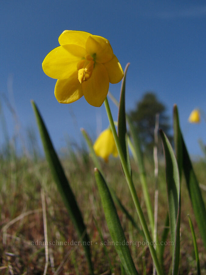 yellow bells (Fritillaria pudica) [Catherine Creek, Gifford Pinchot National Forest, Klickitat County, Washington]