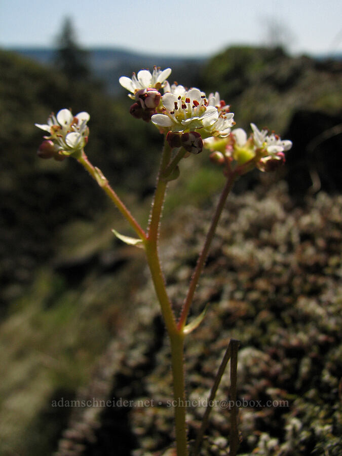 saxifrage (Micranthes sp. (Saxifraga sp.)) [Catherine Creek, Gifford Pinchot National Forest, Klickitat County, Washington]